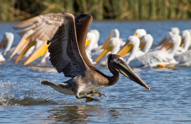 Fotografía de aves | Consejos de expertos en fotografía de aves