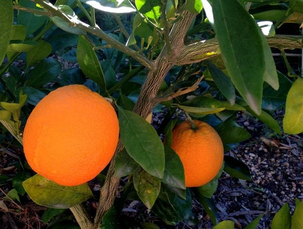 La primera cosecha de un naranjo joven