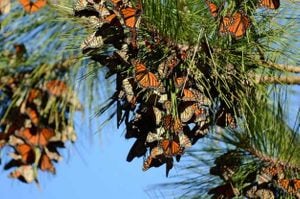 Diario de la Migración de la Monarca - Aves y Flores
