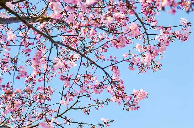 8 festivales de flores de primavera imperdibles