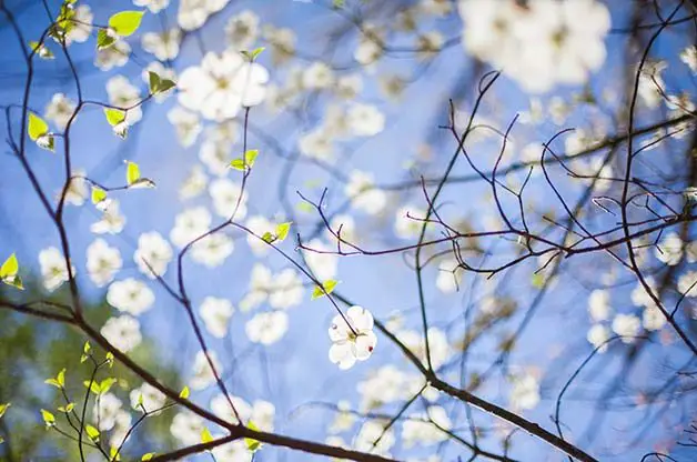 8 festivales de flores de primavera imperdibles