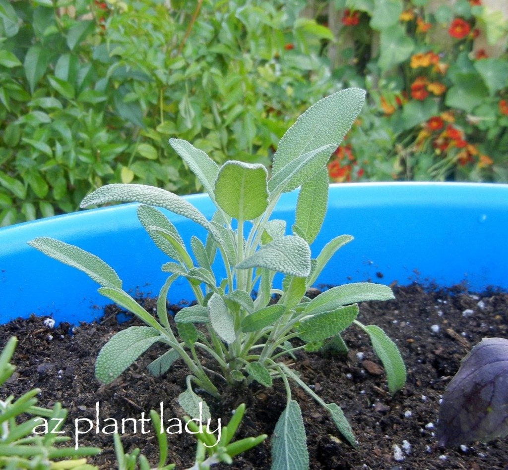 Cómo plantar su propio jardín de contenedores de hierbas