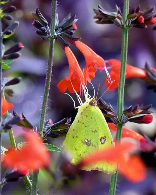 Mariposas de azufre sin nubes | jardinería de mariposas