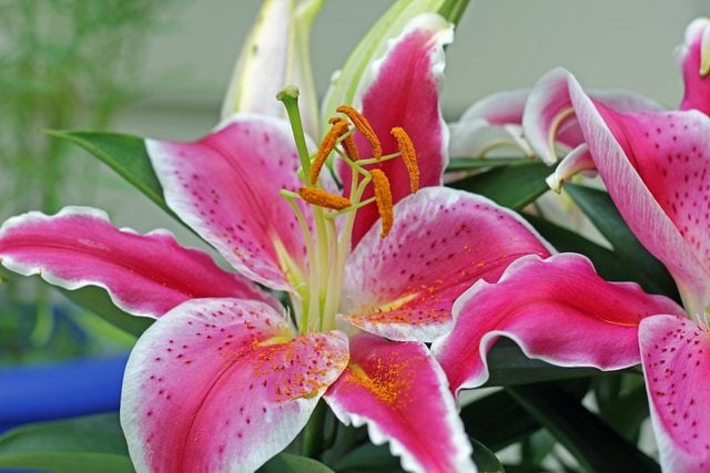 8 flores súper fragantes que aman los polinizadores
