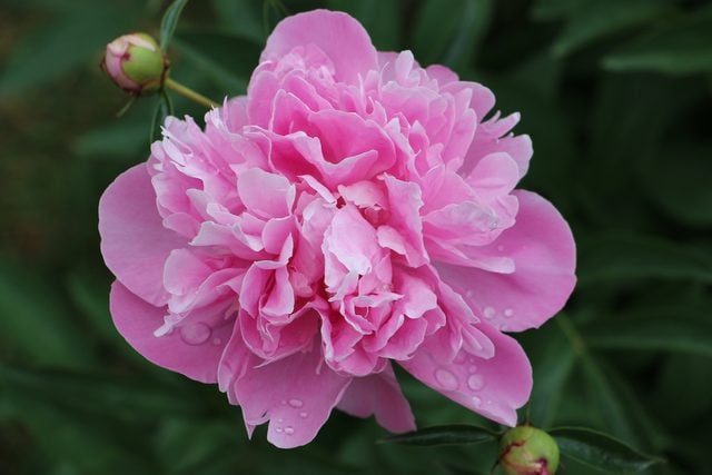 8 flores súper fragantes que aman los polinizadores