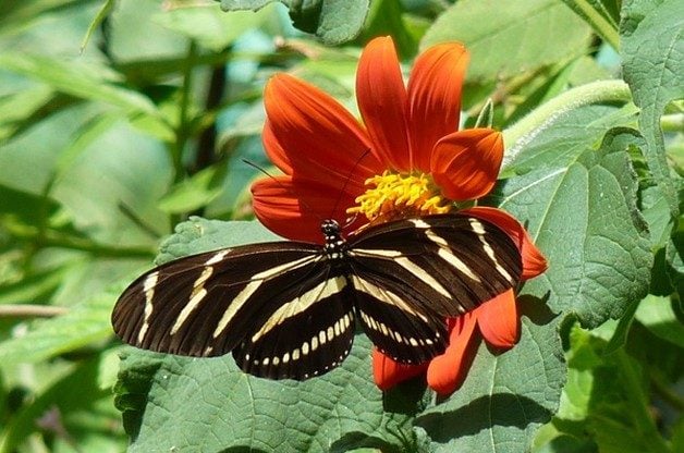 9 flores de mariposa para crecer a partir de semillas