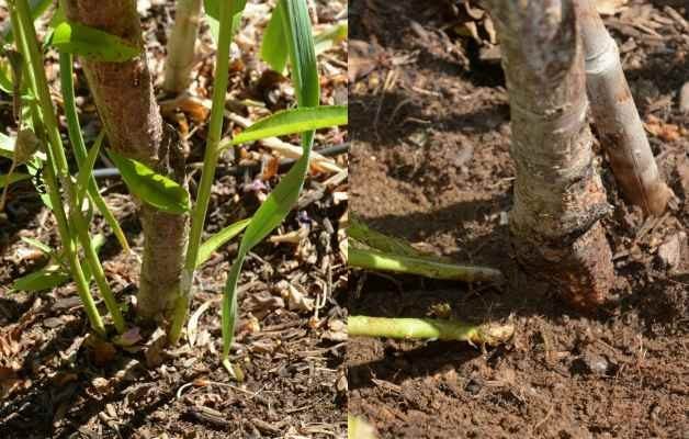 Cultivo de árboles frutales: cómo repeler a los barrenadores de forma natural