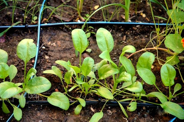 Plante un jardín de ensaladas de otoño