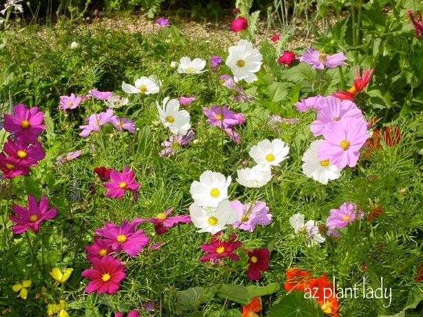 Mantenga su jardín en buen estado con las plantas anuales que florecen en otoño
