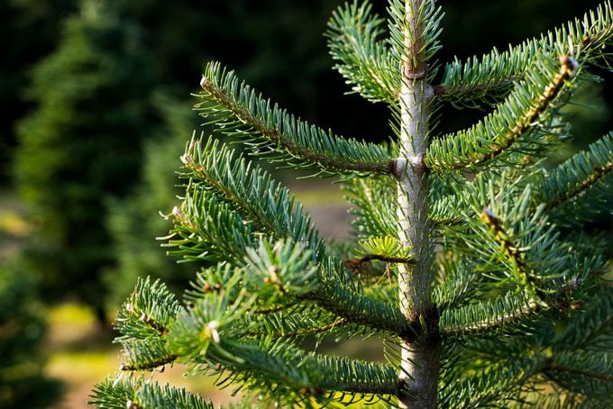 8 tipos de árboles de Navidad que puedes cultivar
