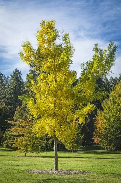 Los 10 mejores árboles de crecimiento rápido
