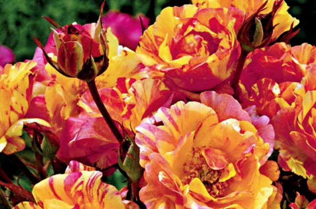 18 rosas fragantes para perfumar tu jardín