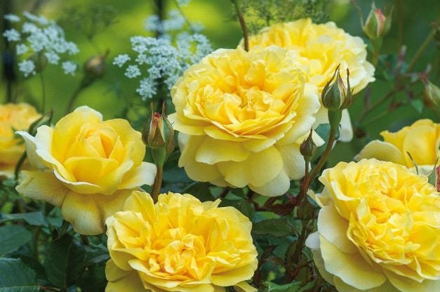18 rosas fragantes para perfumar tu jardín
