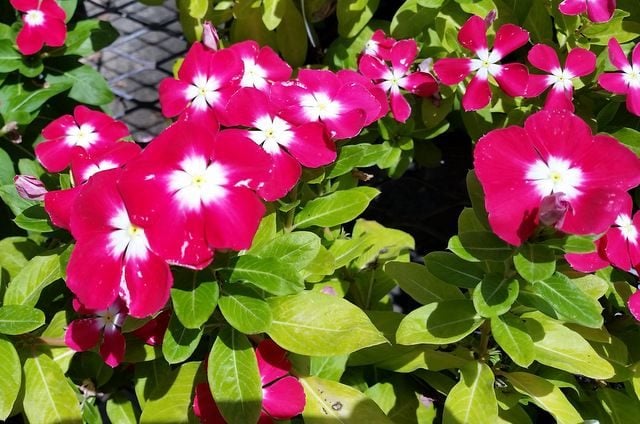 Agregue la flor anual de vinca a jardines y contenedores