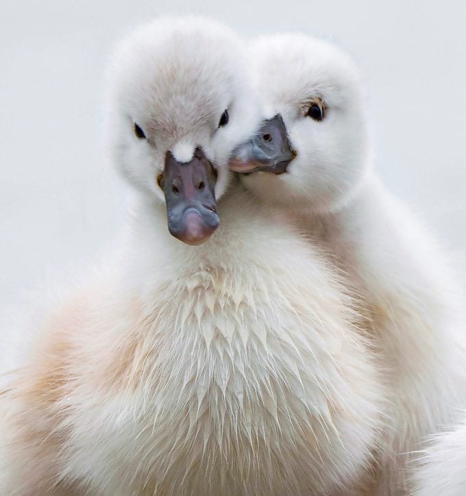 6 hechos románticos y fascinantes del cisne
