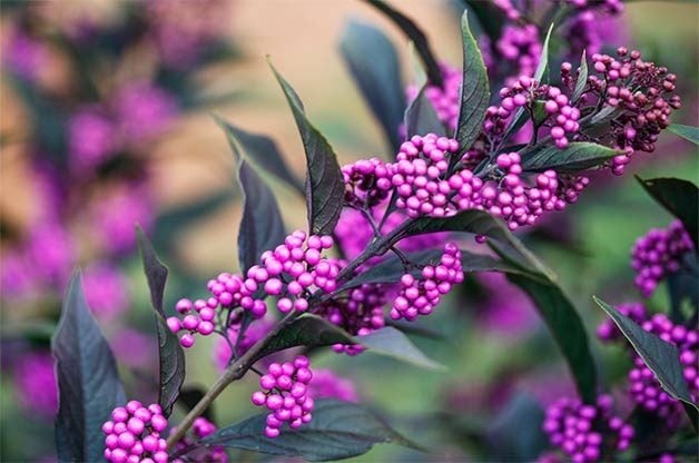 Arbustos nativos para pájaros: American Beautyberry Bush