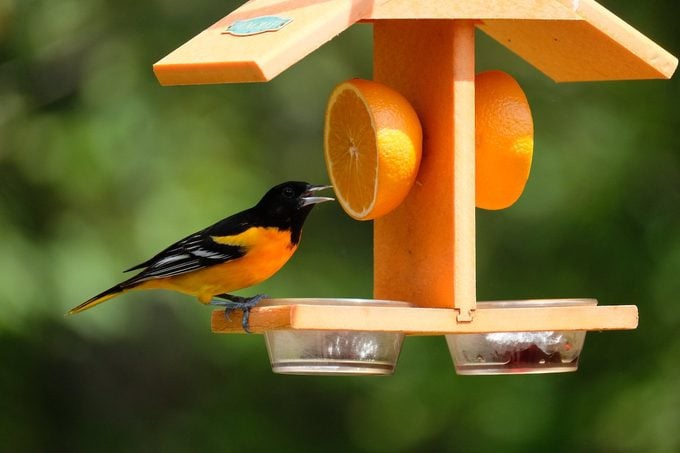 Cómo alimentar y atraer pájaros durante todo el año