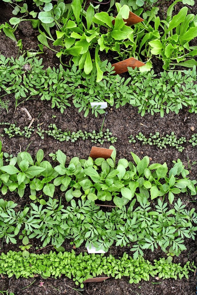 Semillas de siembra directa para facilitar la jardinería