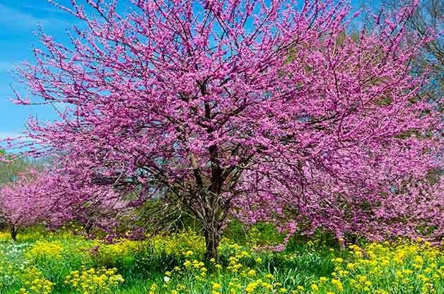 Los 6 mejores árboles con flores rosas y blancas en primavera