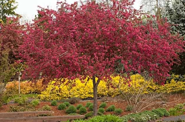 9 hermosos árboles con flores para tu patio trasero