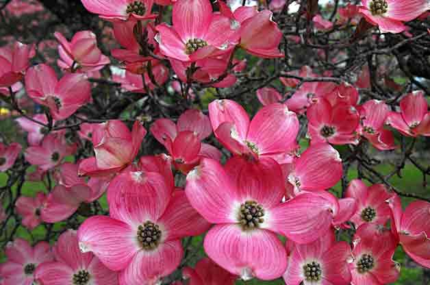 9 hermosos árboles con flores para tu patio trasero