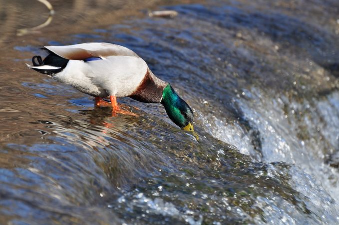 20 tipos de patos para buscar esta primavera