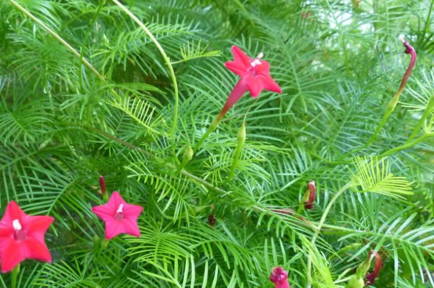 Plante Cypress Vine para colibríes y mariposas