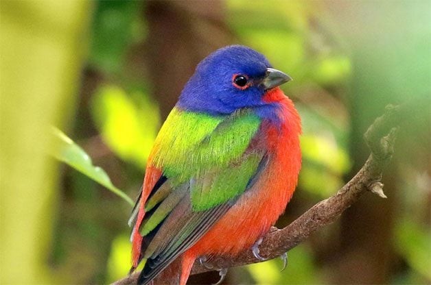 Rainbow Birds: todo sobre empavesados ​​pintados
