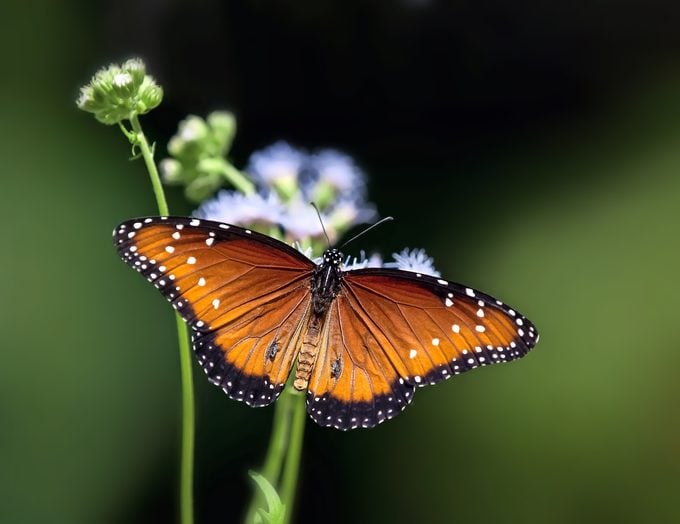 3 mariposas que parecen monarcas