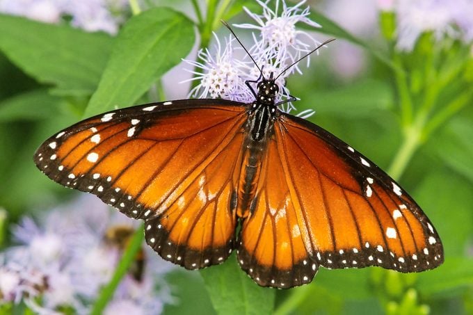 3 mariposas que parecen monarcas