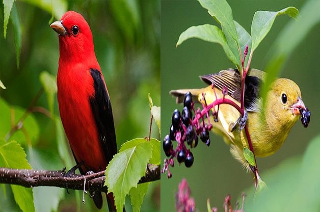 Muda de aves: por qué mudan las aves y cómo detectarlas