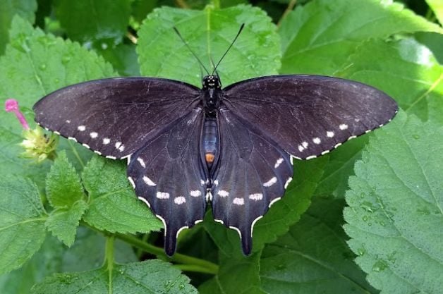 Atraiga mariposas cola de golondrina Pipevine a su jardín