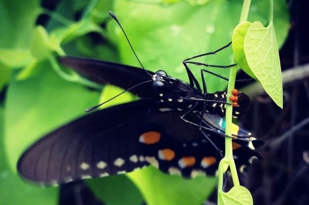 Atraiga mariposas cola de golondrina Pipevine a su jardín
