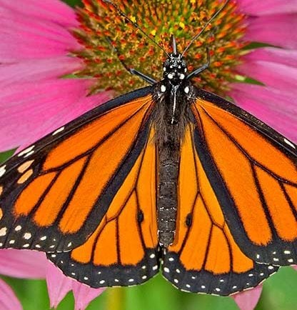 Identificación de mariposas: una hoja de trucos útil