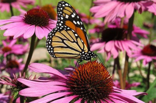 La migración de la mariposa monarca es simplemente mágica