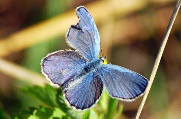 Mitos y realidades sobre las plantas hospedantes de mariposas