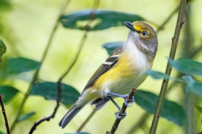 Conozca a la familia de aves Vireo: dulces cantantes de verano