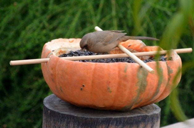 Proyecto de patio trasero: Comederos de pájaros de calabaza de bricolaje