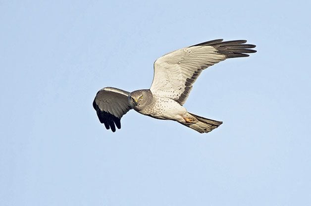 8 puntos críticos de migración de halcones que debes visitar