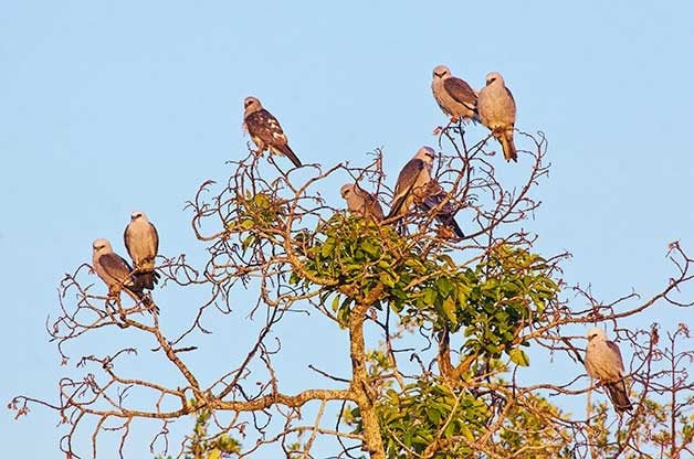 8 puntos críticos de migración de halcones que debes visitar