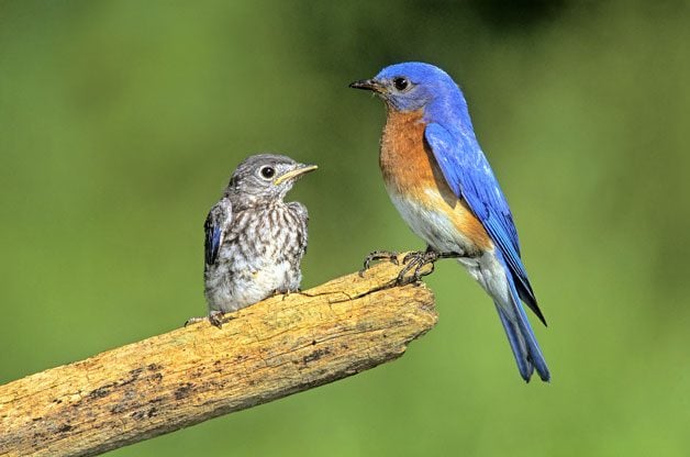 Consejos para la observación de aves: cómo identificar aves misteriosas