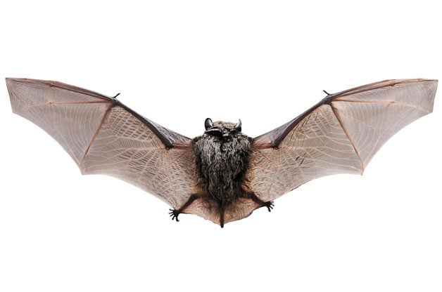 9 características a buscar en una casa de murciélagos