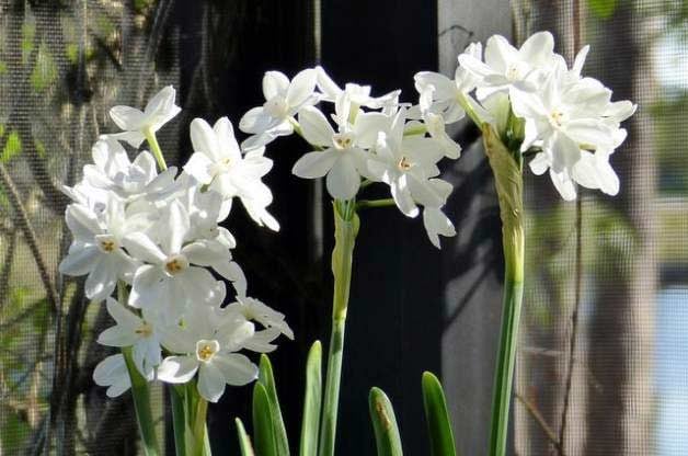 Consejos para cultivar flores Paperwhite en interiores