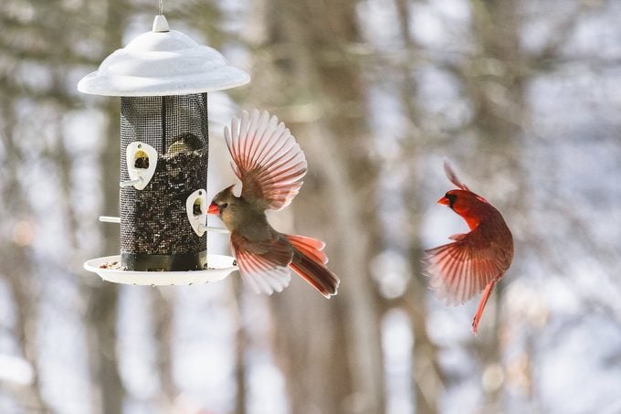 ¿Los cardenales del norte se aparean de por vida?