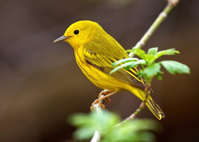 6 tipos de picos de pájaros y cómo los usan los pájaros para comer