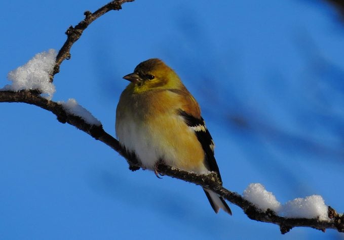 Maravillas invernales: 20 pájaros para buscar en la temporada de nieve