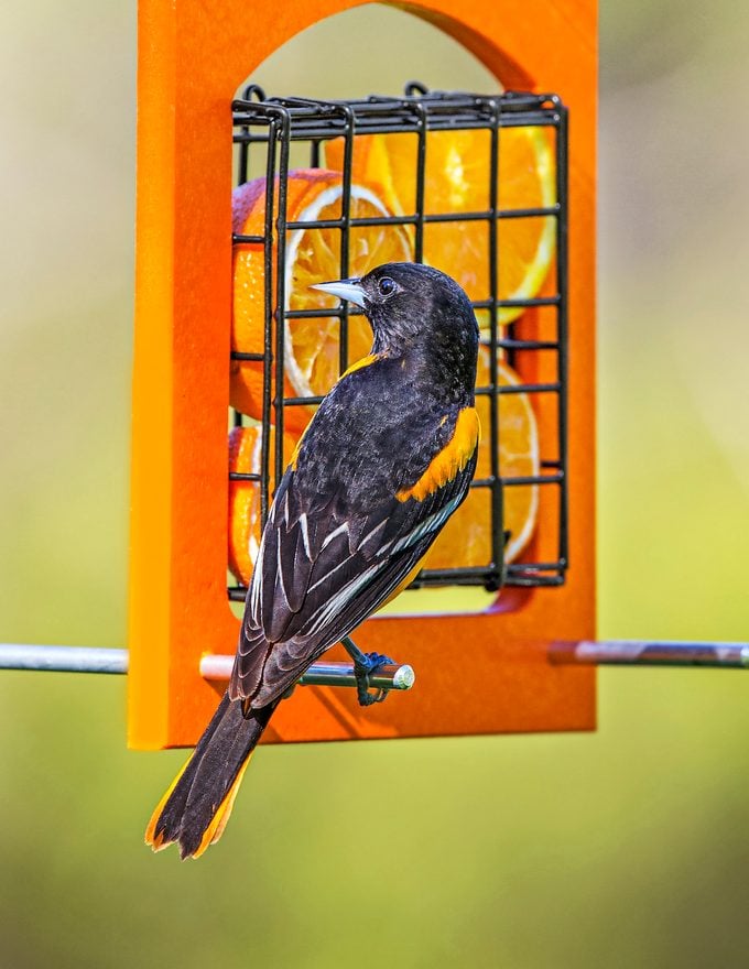 Cómo atraer pájaros: ofrecer comida, agua y refugio