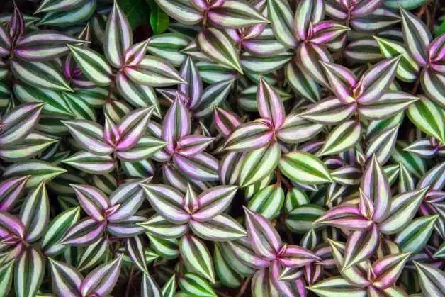 Las 10 mejores plantas para propagar que crecen a partir de esquejes