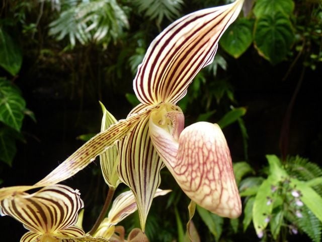 Orchid Care 101: Tu guía para cultivar orquídeas