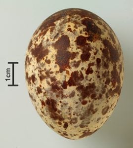 Identificar huevos de aves por color y tamaño